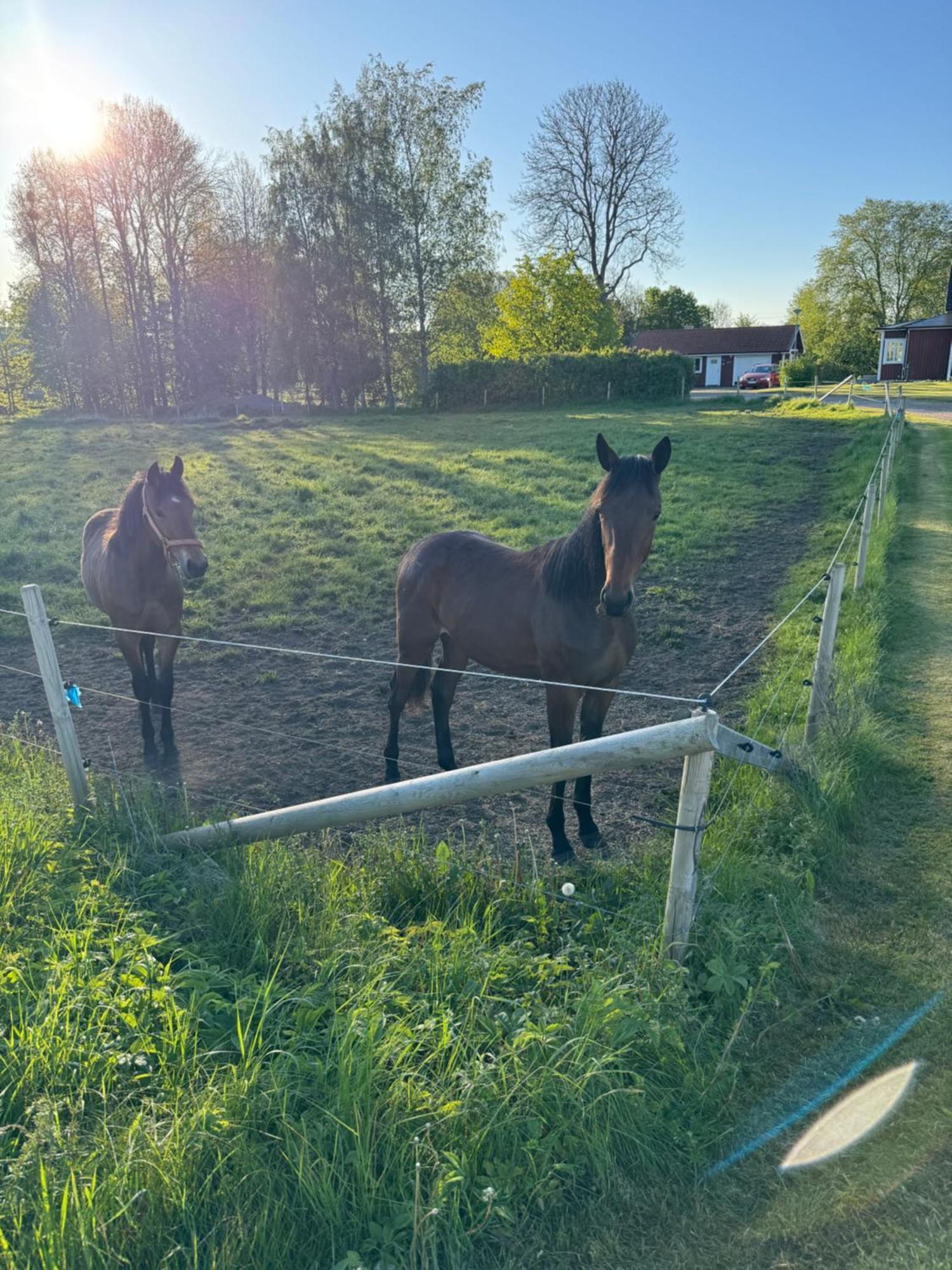 Skattegardens Gaesthus Villa Falköping Eksteriør billede
